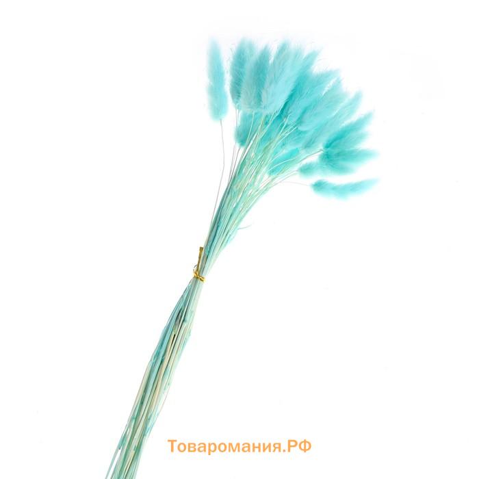 Сухие цветы лагуруса, набор 30 шт., цвет голубой