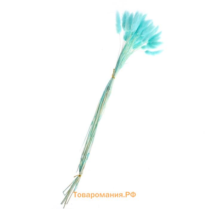 Сухие цветы лагуруса, набор 30 шт., цвет голубой