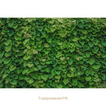 Фотобаннер, 250 × 150 см, с фотопечатью, люверсы шаг 1 м, «Зелёная стена»