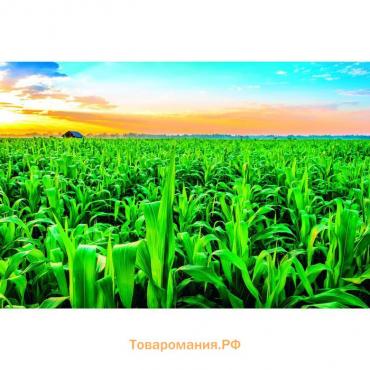 Фотобаннер, 300 × 200 см, с фотопечатью, люверсы шаг 1 м, «Кукуруза»