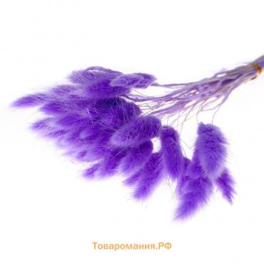 Сухие цветы лагуруса, набор 30 шт., цвет светло фиолетовый